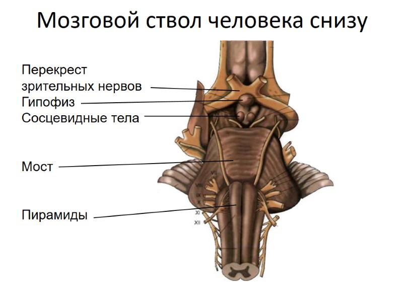 Мозговой ствол человека снизу Перекрест  зрительных нервов Гипофиз Сосцевидные тела   Мост